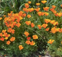 Load image into Gallery viewer, California Poppy Seed Grow Kit
